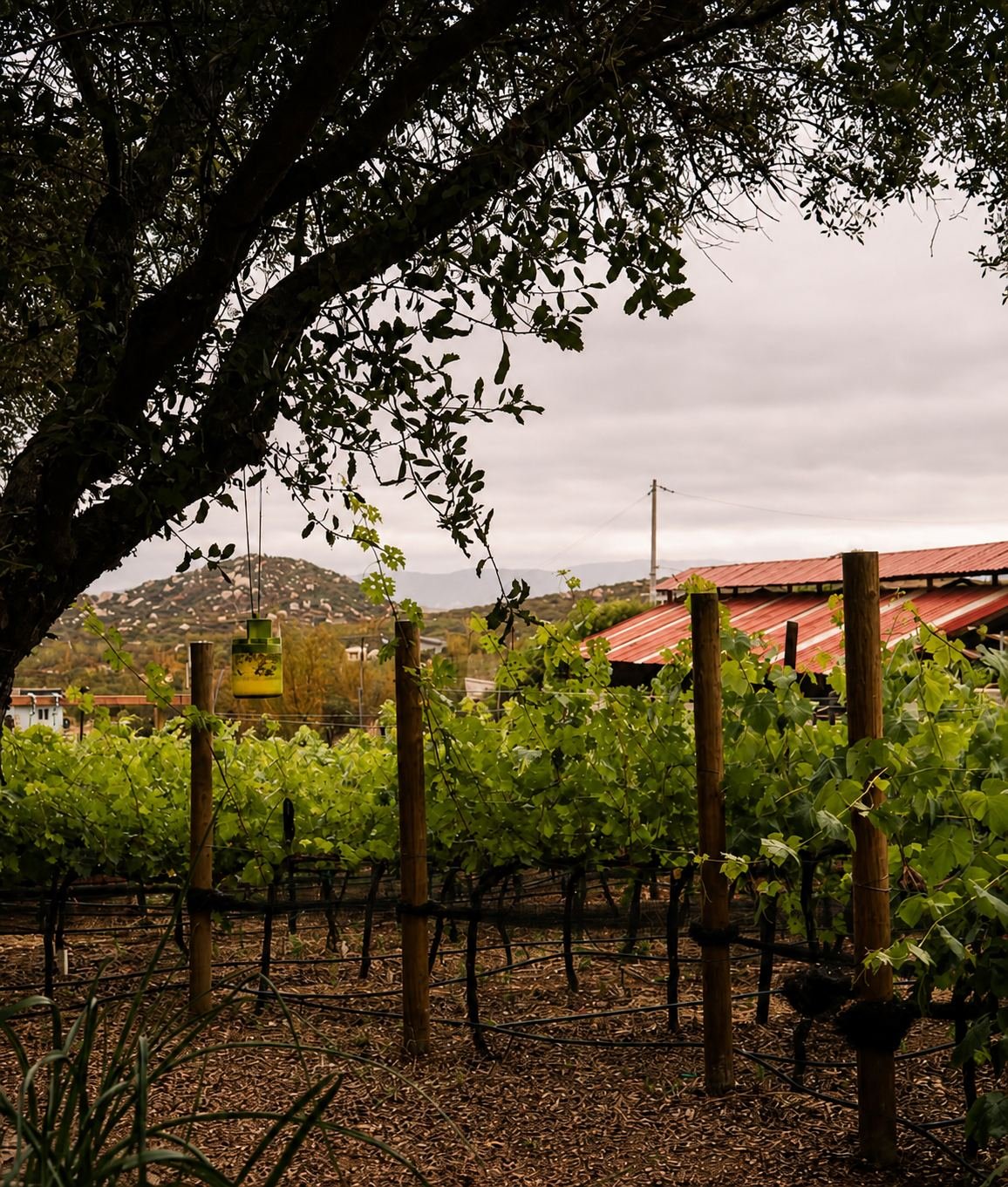 Viñedo de Nativo bajo un gran árbol
